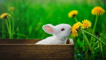 开云官网登录-皇马顺利晋级八强，尤文止步16强，皇马尤文交战记录