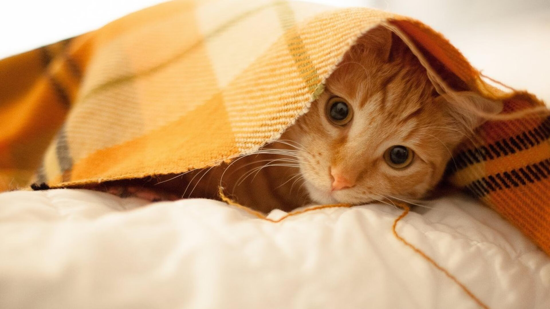 kaiyun体育综合-_魔术勇攀高峰，奋力追逐梦想_，魔术欣赏