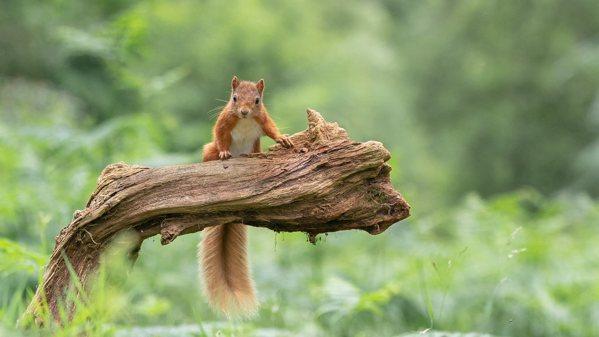 开云官方网页登录-《守望先锋》选手背后的团队：教练、分析师与心理辅导师，lf守望先锋前队员