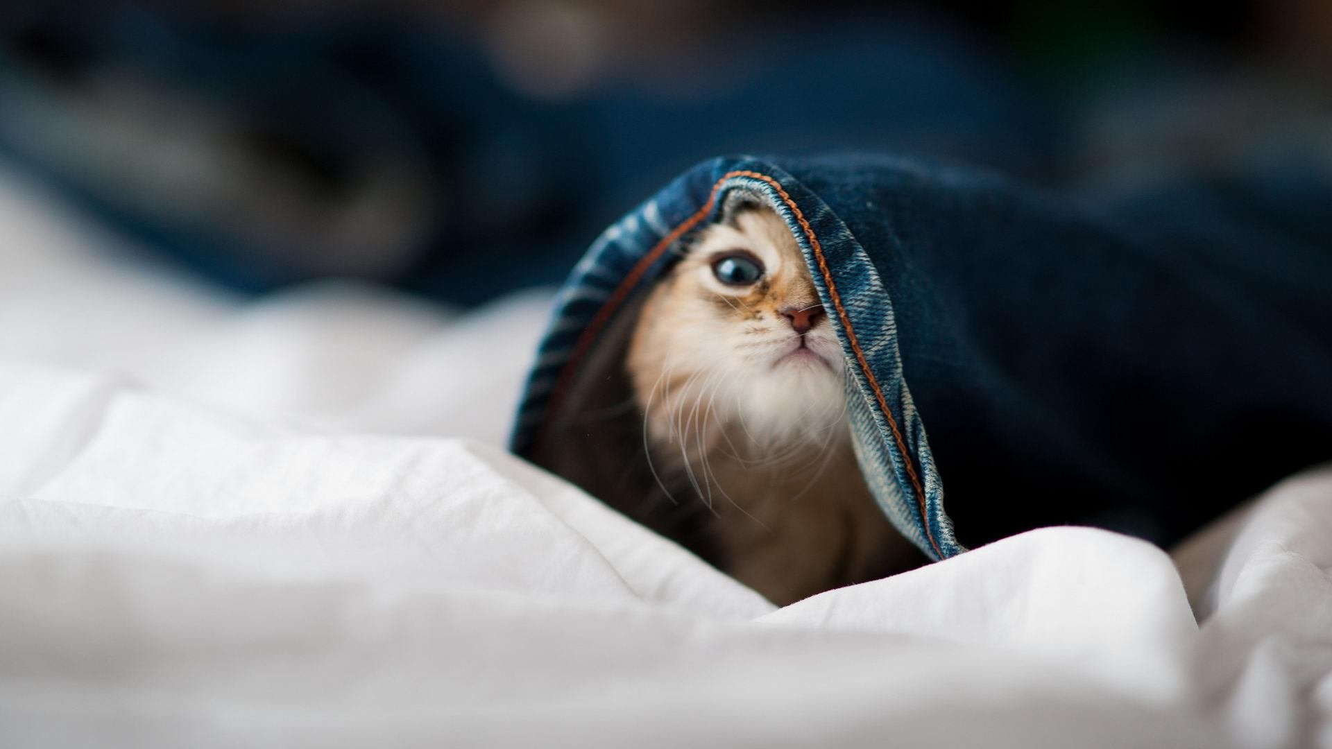 开云全站-史上最高潮的季后赛逆转，你还记得哪个瞬间？，史上最高潮的季后赛逆转,你还记得哪个瞬间