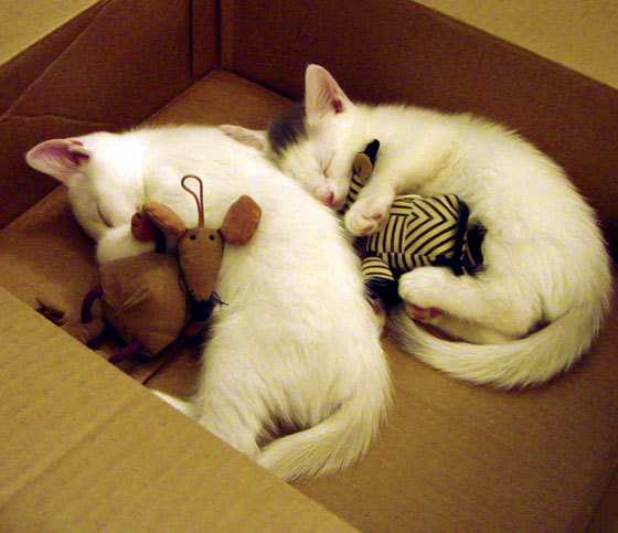 开云·体育全站登录地址-史上火爆的助攻王是谁？他带来的传球艺术令人陶醉，助攻球员