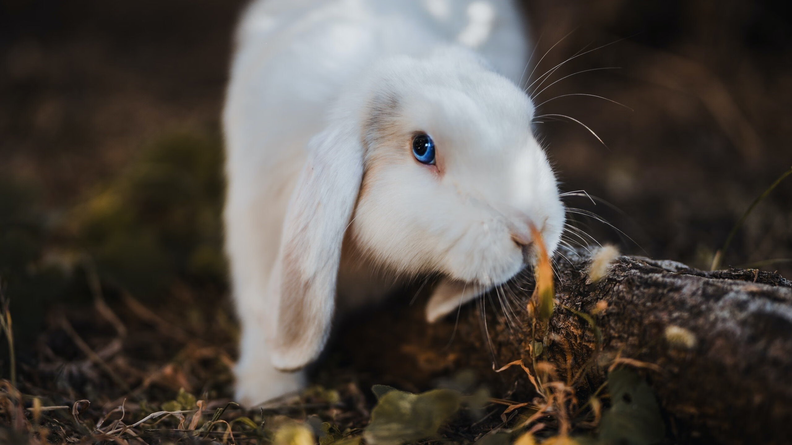 气动尾翼:提升高速稳定性的关键,气动尾座用多大的气缸