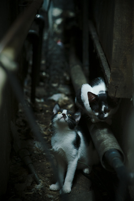 开云官网首页-独行侠队新星崛起，未来可期，独行侠队首发