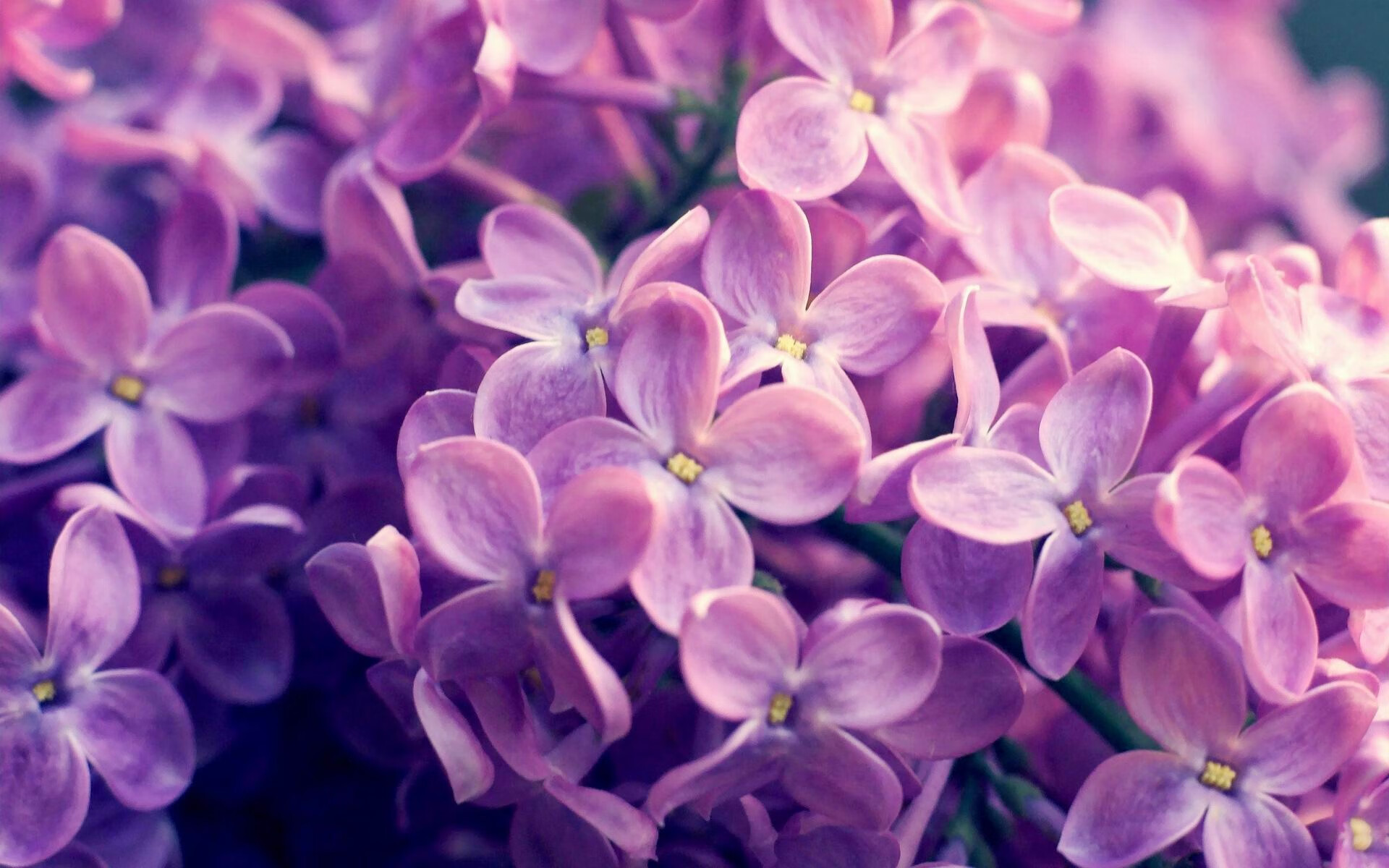 公牛反弹成功主场赢球止血，公牛打法