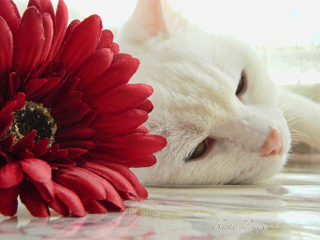 kaiyun官方入口登录-勒沃库森逆转取胜，勒沃库森 转会