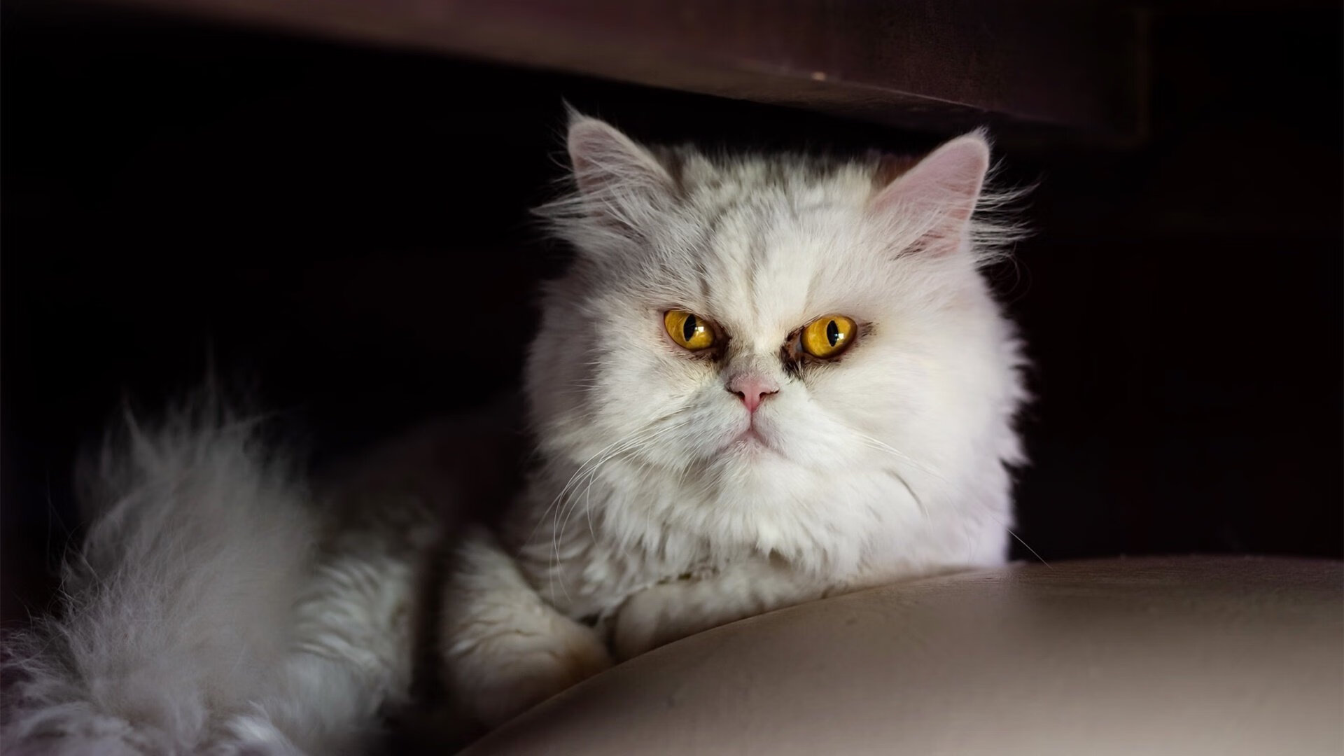 kaiyun体育综合-勒沃库森防守失误，被对手反超一分差距，勒沃库森比赛视频聚胜顽球汇