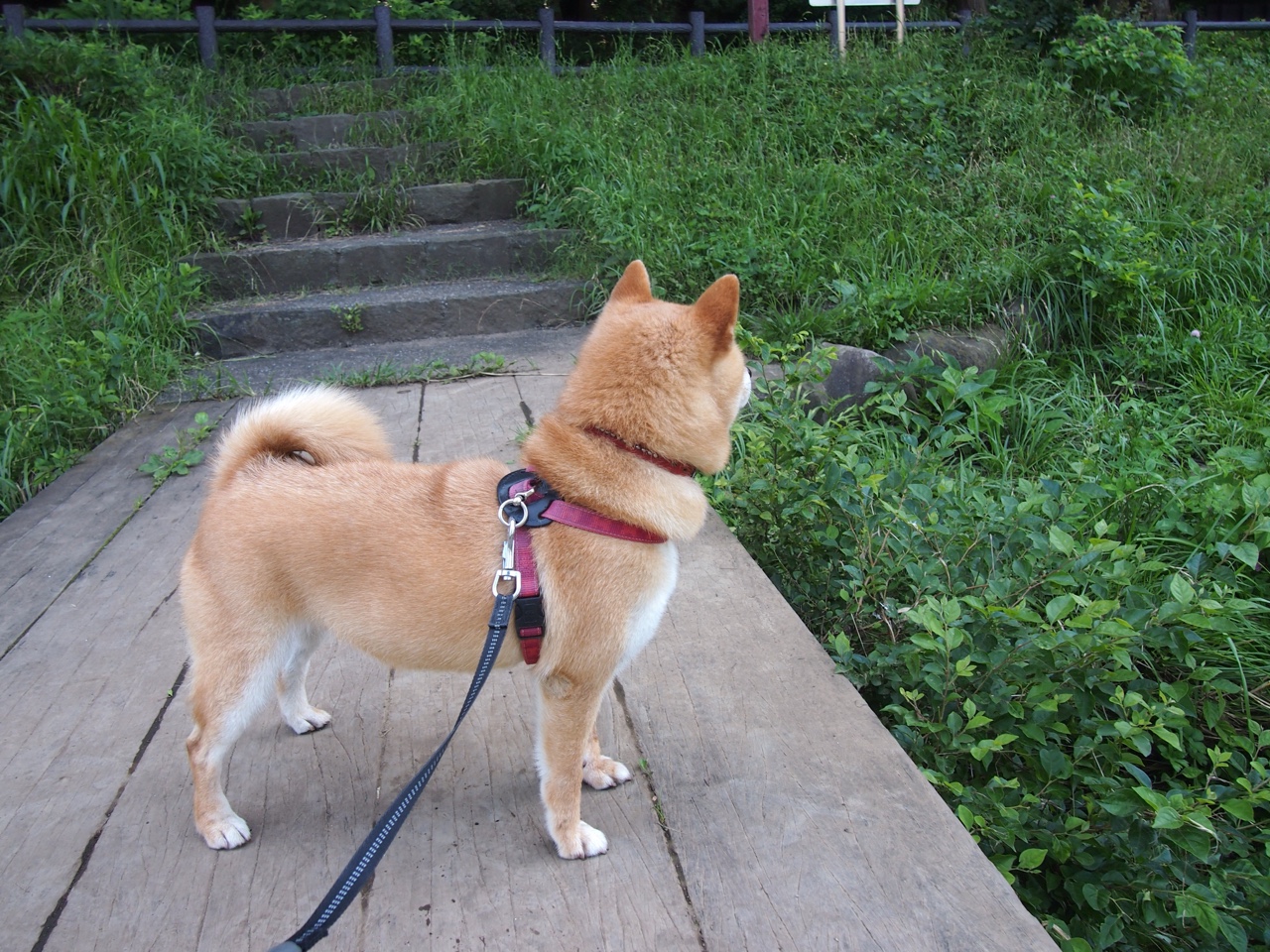 多特蒙德新援表现出色，已成球队核心力量，多特蒙德球队怎么样