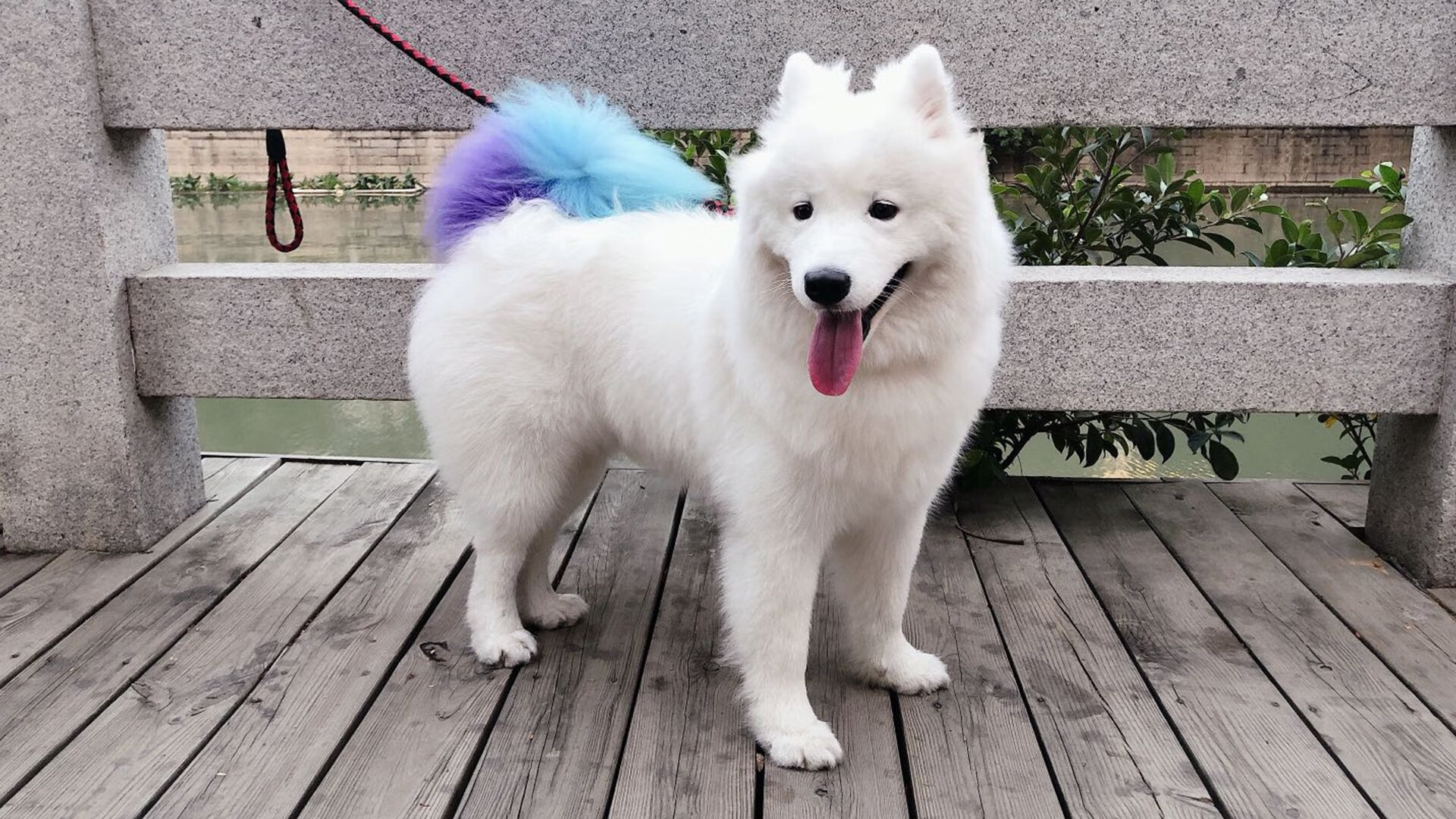 开云体育APP下载-广场舞获得国际文化交流奖项，2021年广场舞大赛特等奖