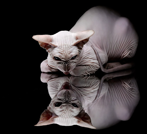 托桑·埃夫布奥姆万在NBA常规赛中取得生涯新高,埃托奥 布冯