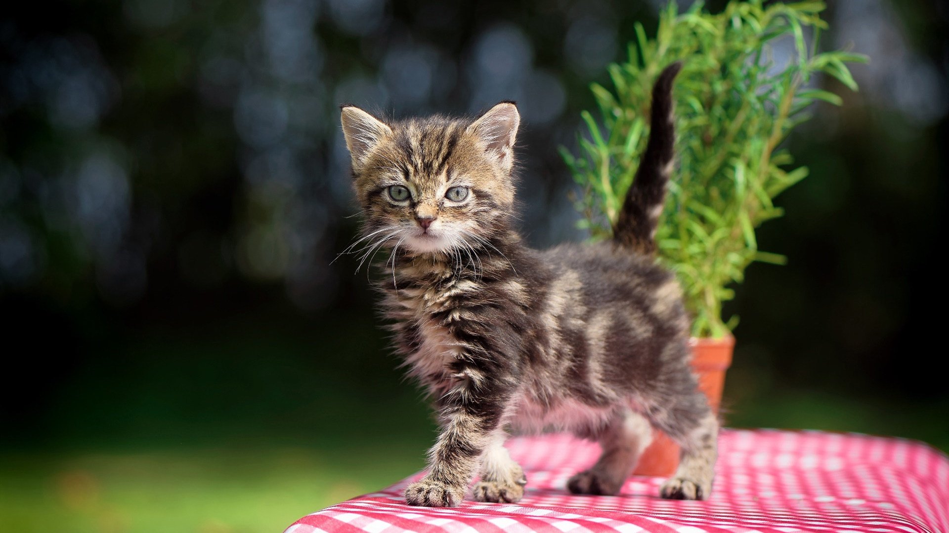 河床球员入选国家队,河床队历史