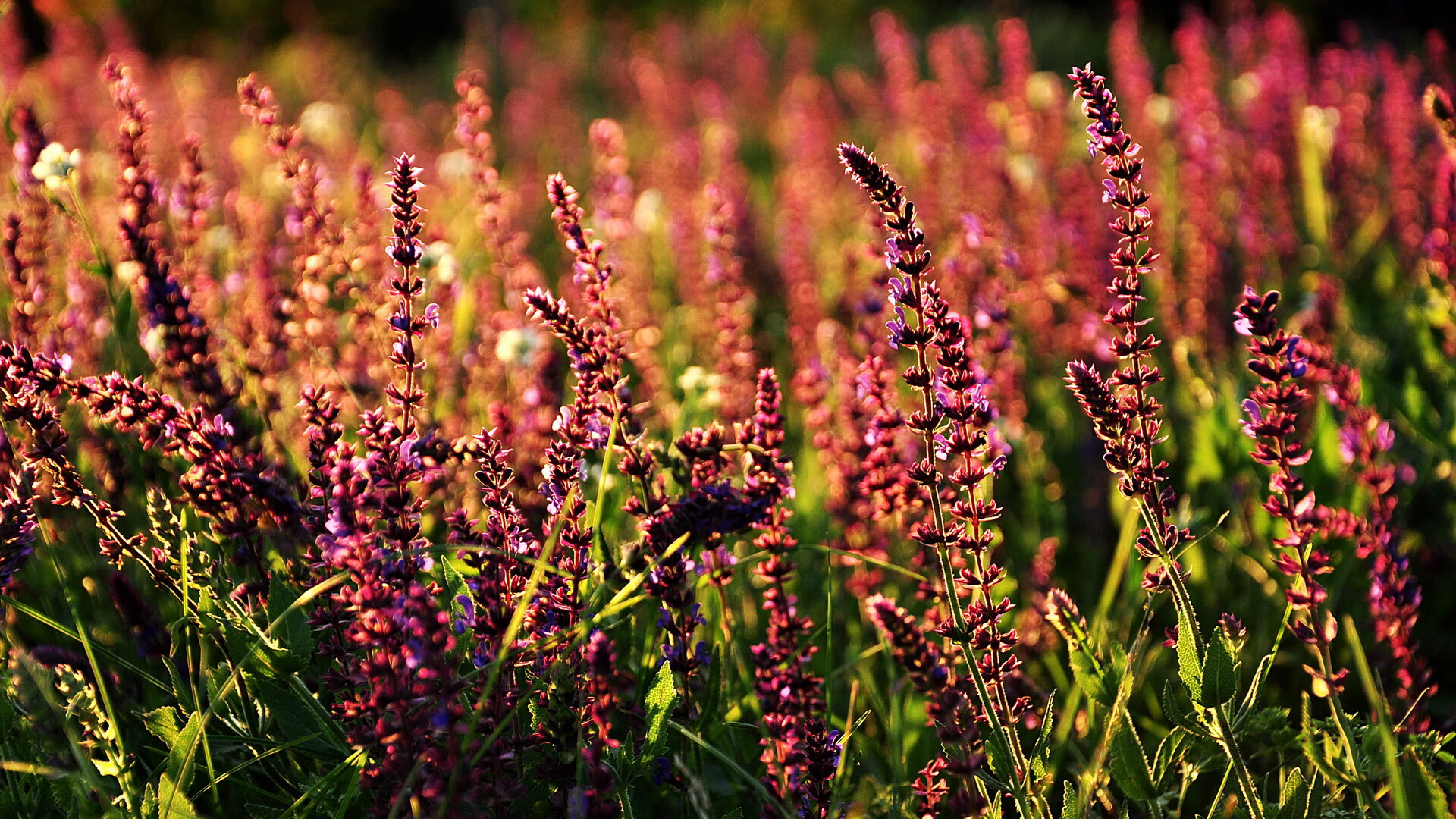 开云kaiyun-独行侠击败凯尔特人，关键一役中东契奇贡献关键助攻，独行侠对凯尔特人