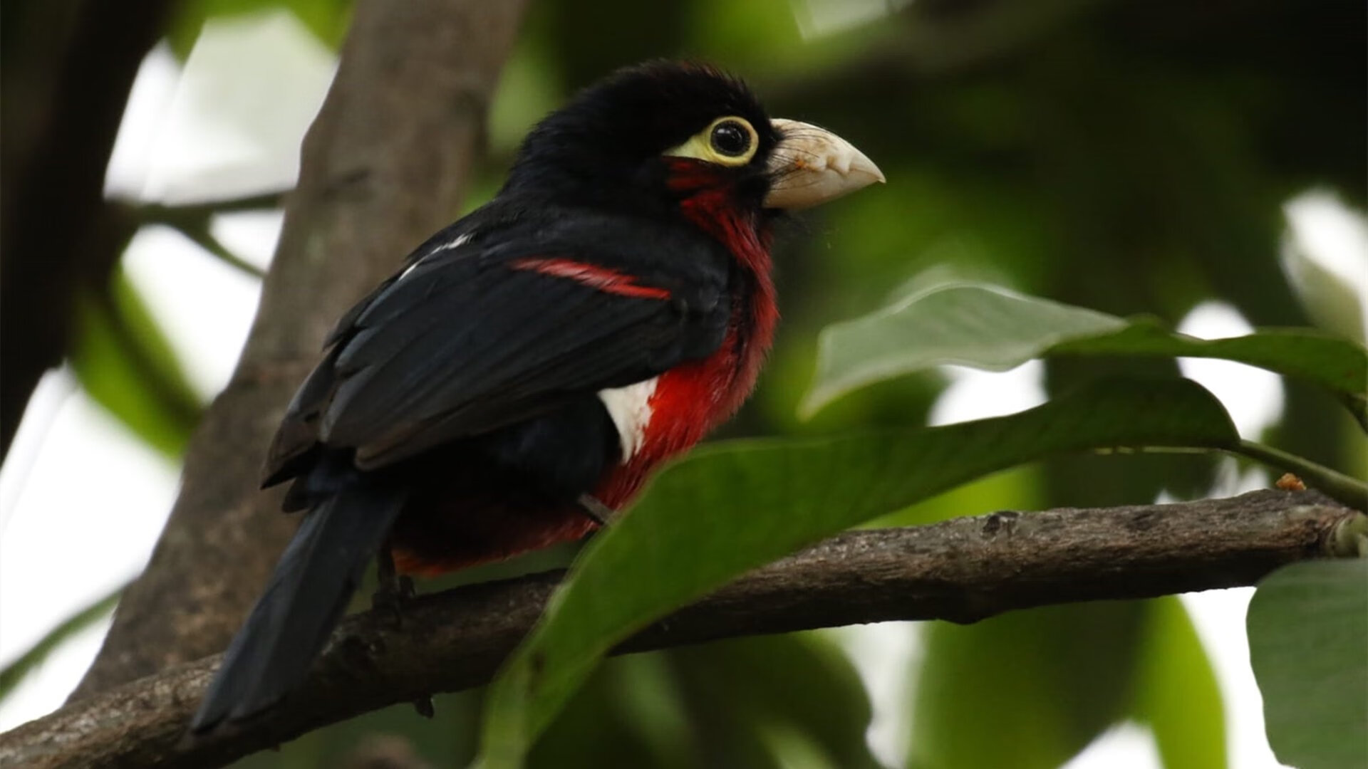 独行侠击败森林狼,东契奇后撤步三分无解,独行侠队东契奇