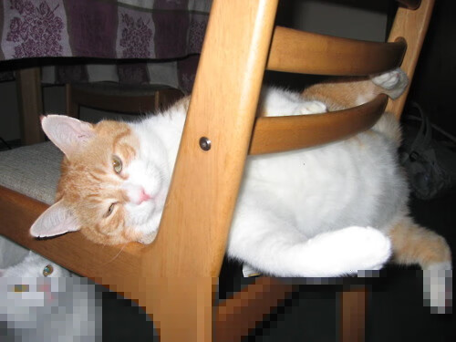 自由人队外援表现亮眼,自由人算不算场上队员