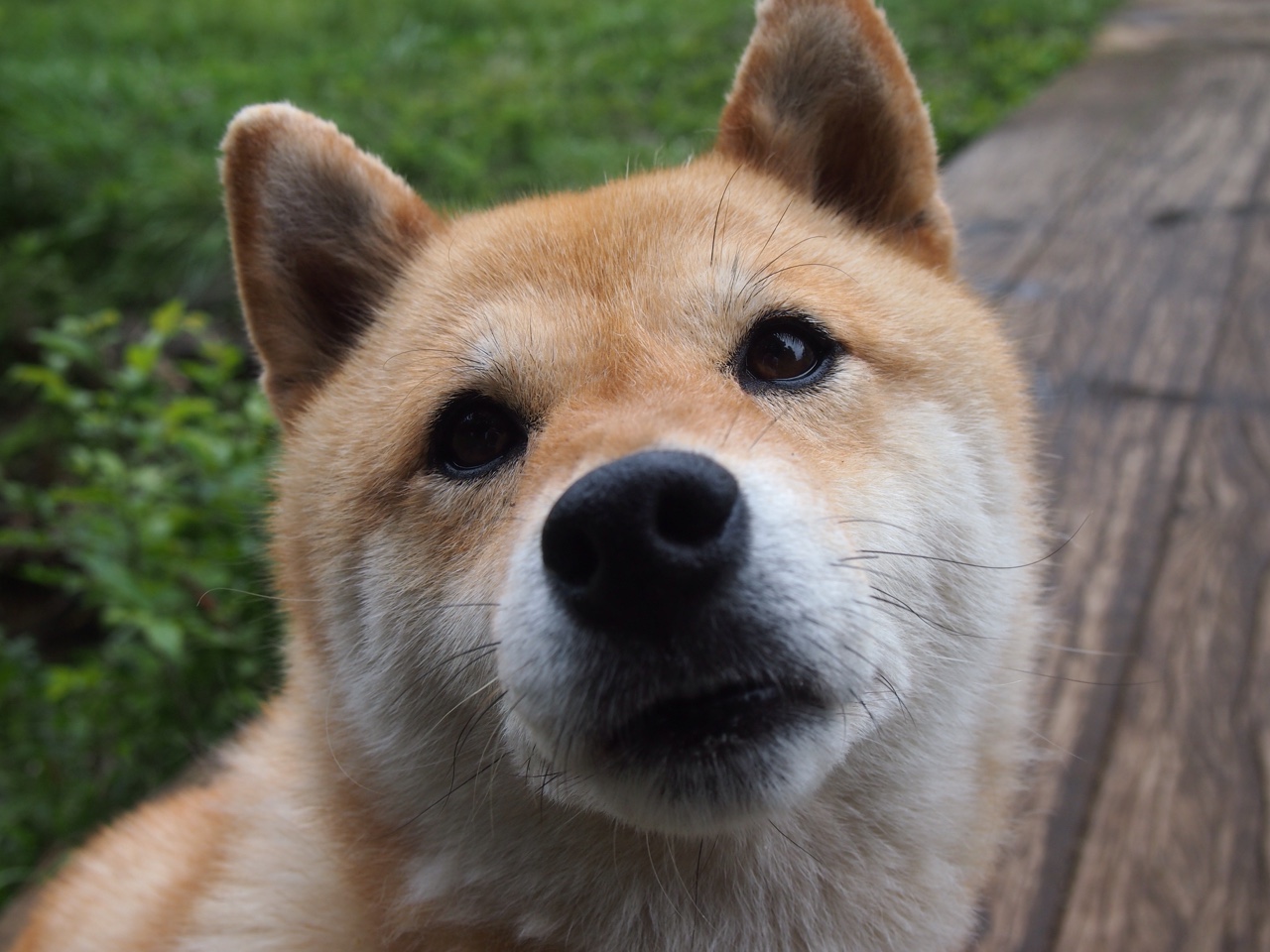 开云体育在线赛事直播-自由人队年轻球员快速成长，自由人阵容