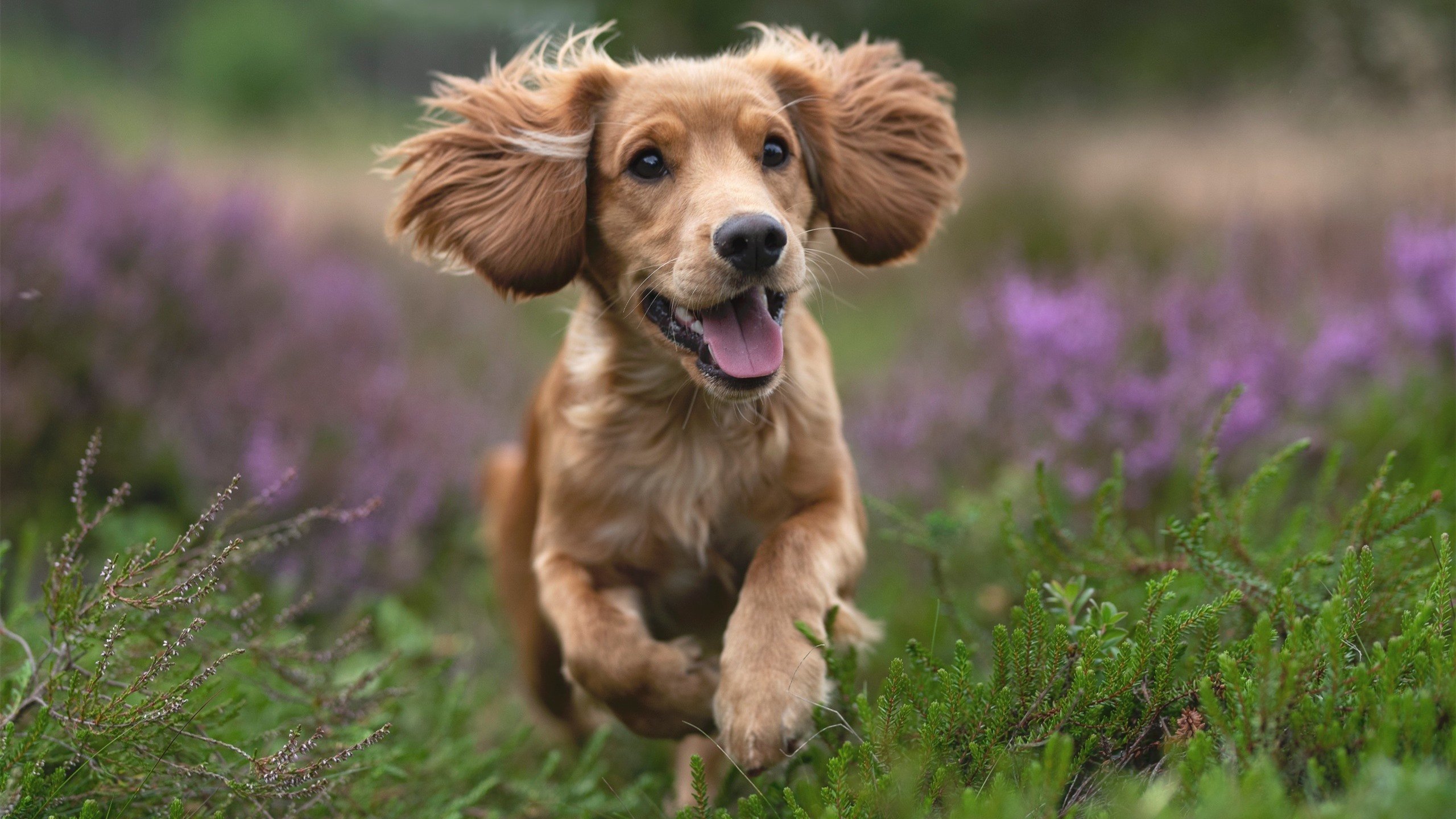 维拉替补登场改变场上节奏打破僵局，维拉 首发