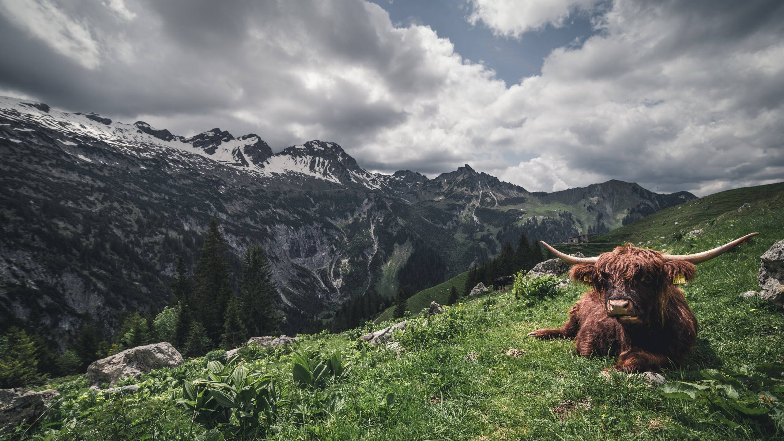 开云下载-希腊男篮在欧洲锦标赛中继续领先，领跑冠军争夺战，希腊男篮什么水平