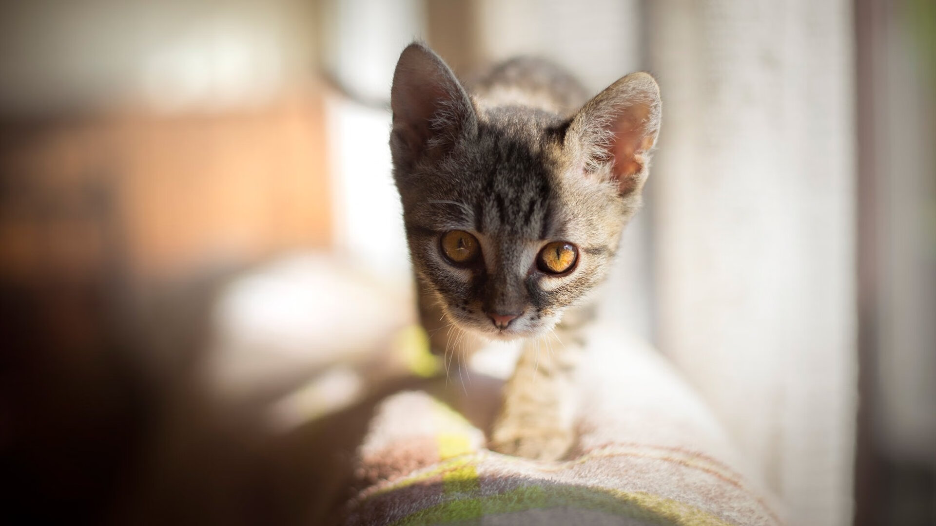 张伟丽为训练馆搬迁剪彩表达感谢，张伟丽教练团队介绍