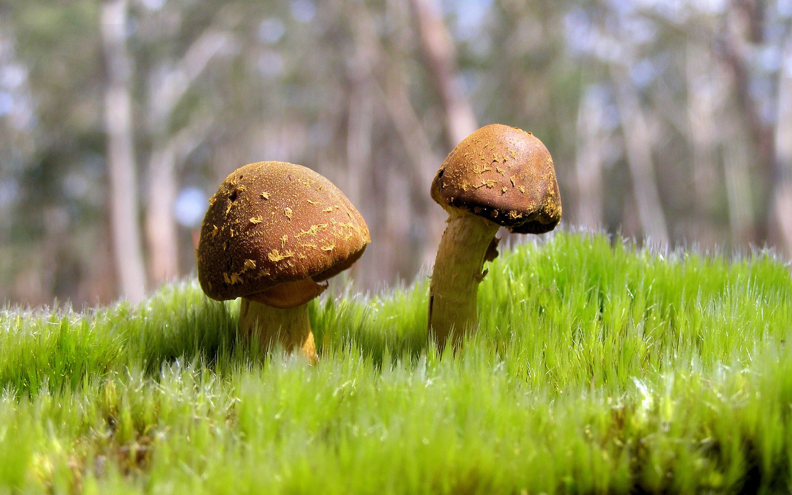 澳大利亚袋鼠队的球员阵容深厚，攻防两端皆具威胁，在澳大利亚人眼里,袋鼠军团就是这样一支队伍