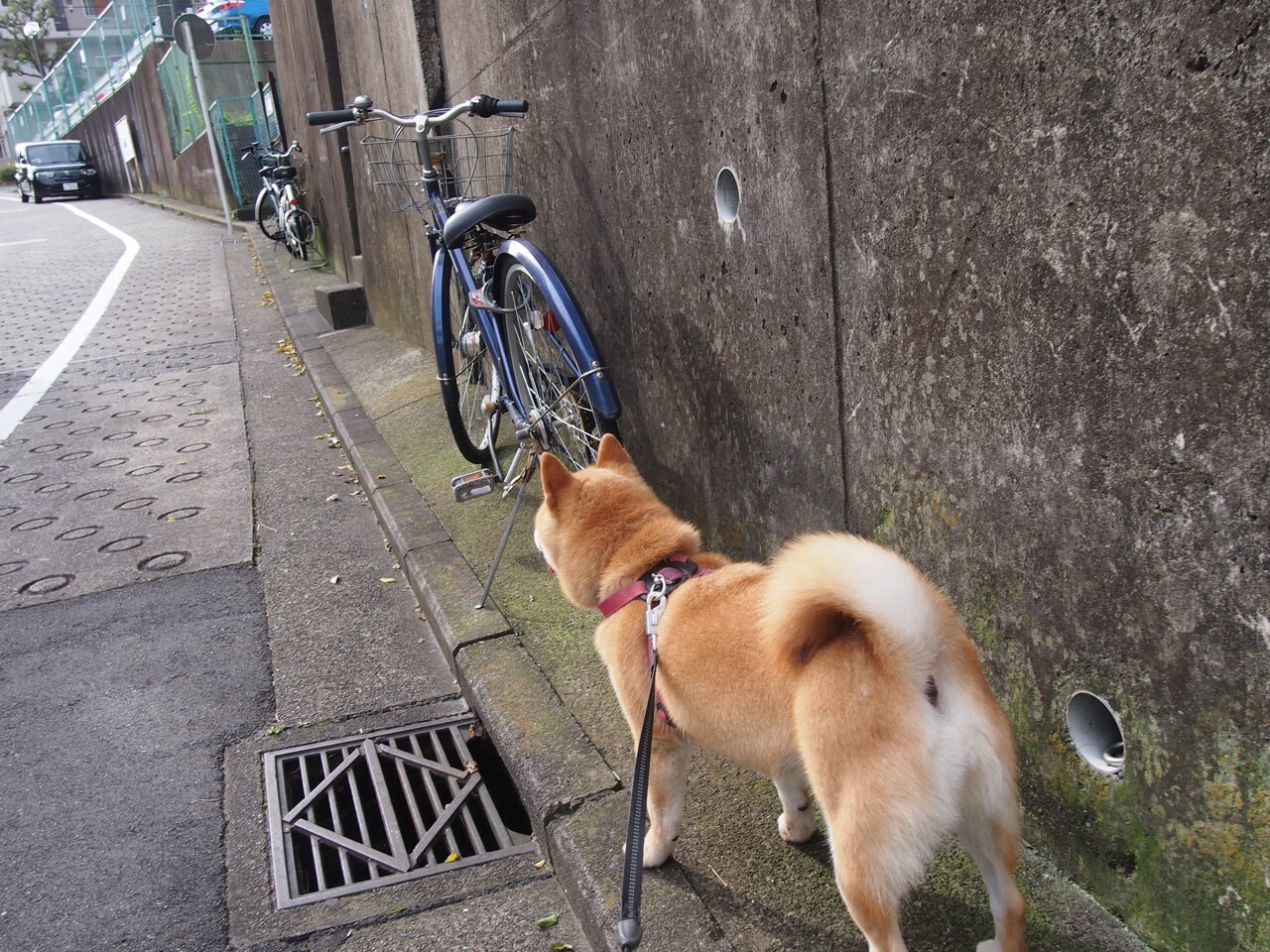 kaiyun官方入口登录-谷爱凌亮相杂志封面展现多面魅力，谷爱凌 宣传片